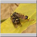 Mellinus arvensis - Kotwespe w20 mit Fliege.jpg